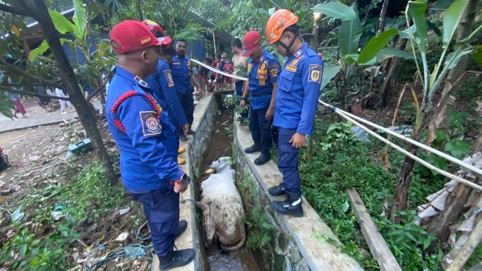 Sapi Kurban Lepas di Babakan Madang Bogor Berakhir Nyebur ke Selokan Usai Kabur Saat Diberi Makan
